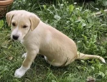 Lilly, female puppy Mixed Breed for adoption at Wir retten Hunde e.V., München