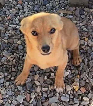 Sira, female puppy Mixed Breed for adoption at Wir retten Hunde e.V., München