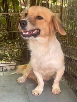 Shaggy, female puppy Mixed Breed for adoption at Wir retten Hunde e.V., München