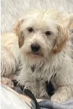 Hermann auf PS in 21763 Neuenkirchen, male Mixed Breed for adoption at Wir retten Hunde e.V., München