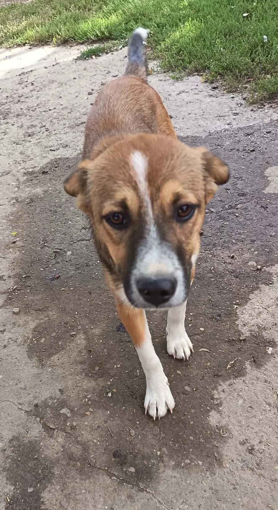 Willi, male puppy Mixed Breed for adoption at Wir retten Hunde e.V., München