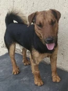 Otto, male puppy Mixed Breed for adoption at Wir retten Hunde e.V., München