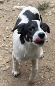 Pebbles, female puppy Mixed Breed for adoption at Wir retten Hunde e.V., München