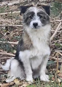 Schröder, male puppy Mixed Breed for adoption at Wir retten Hunde e.V., München