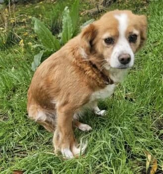 Happy, female puppy Mixed Breed for adoption at Wir retten Hunde e.V., München