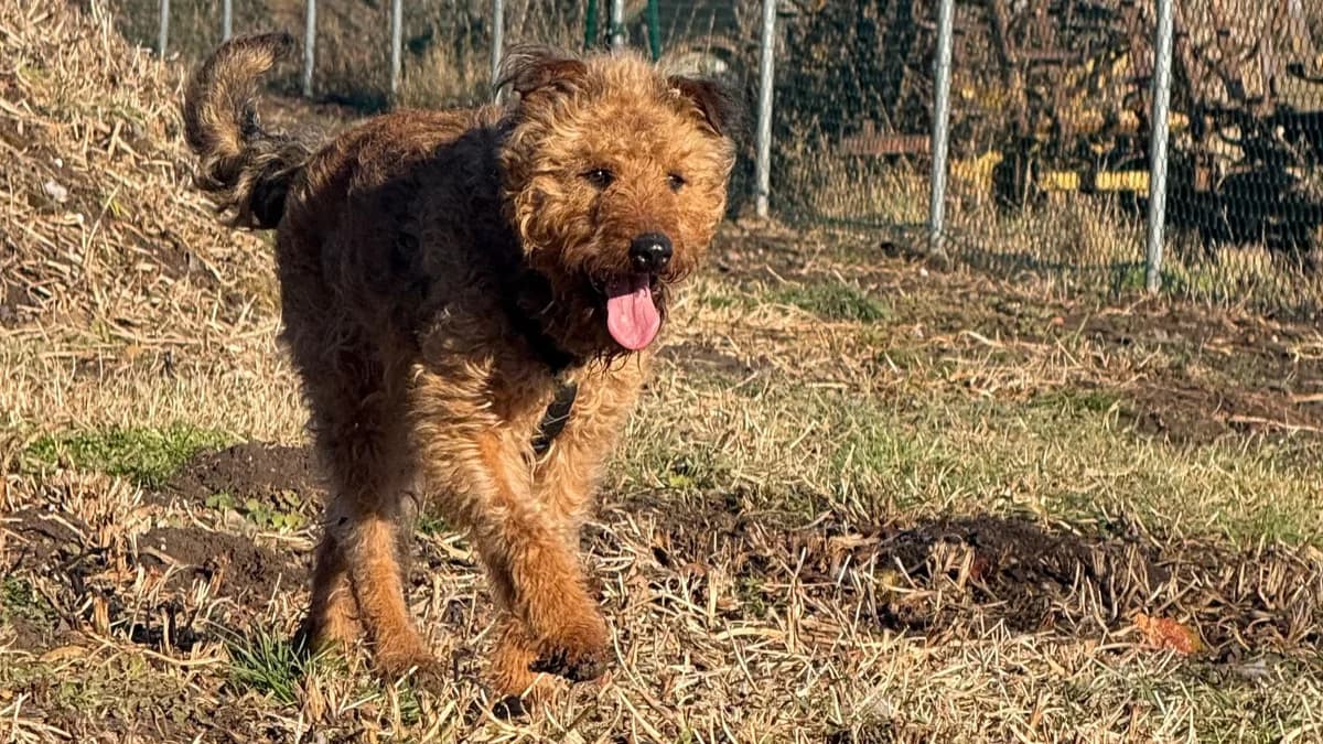 Adelheid, male 3yo Mixed Breed for adoption at Wolfsranch — Tierheim Wächtler