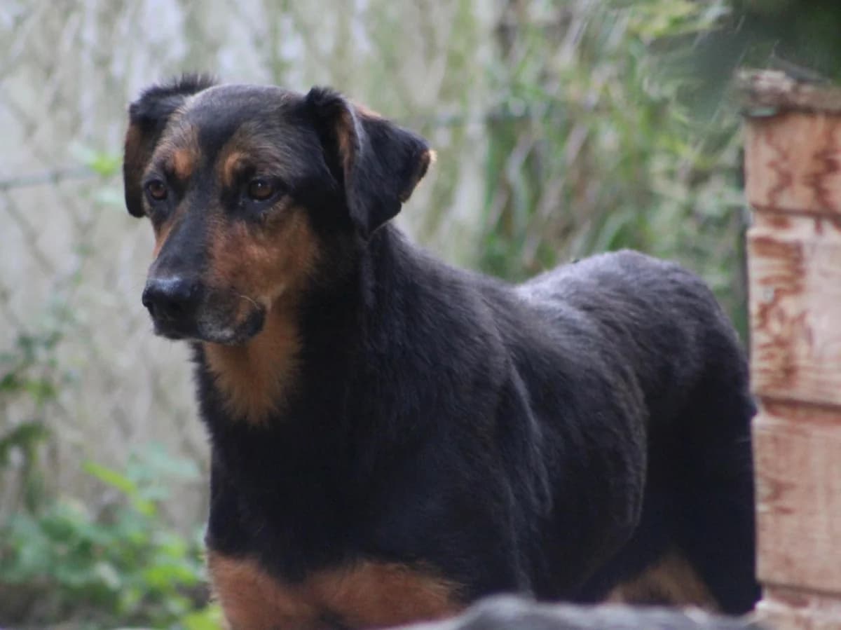 Anni, male 6yo Mixed Breed for adoption at Wolfsranch — Tierheim Wächtler