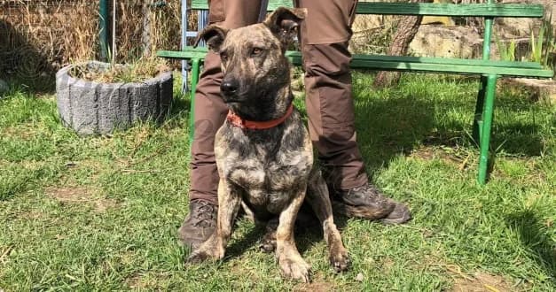 Cooper, male senior Mixed Breed for adoption at Wolfsranch — Tierheim Wächtler