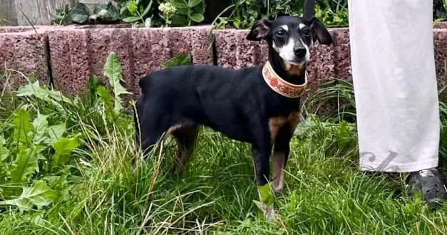 Lady, male senior Mixed Breed for adoption at Wolfsranch — Tierheim Wächtler