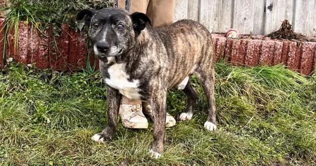 Pablo, male senior Mixed Breed for adoption at Wolfsranch — Tierheim Wächtler