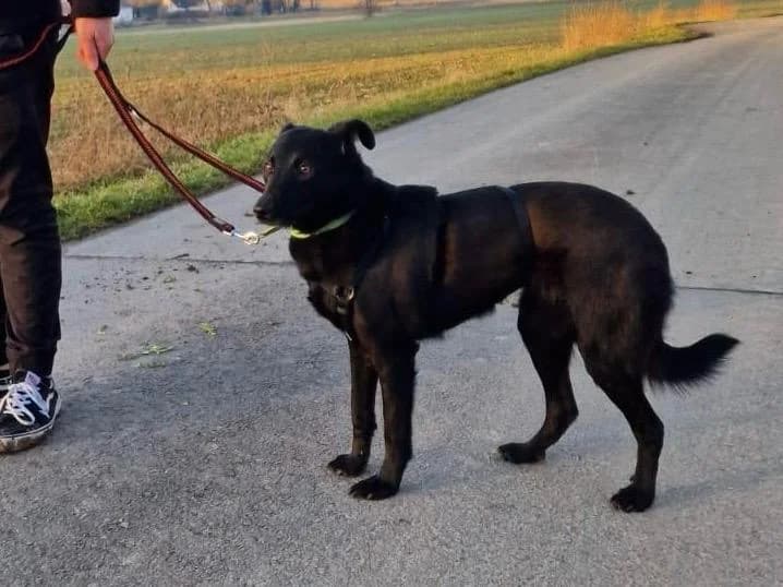 Pi, male senior Mixed Breed for adoption at Wolfsranch — Tierheim Wächtler