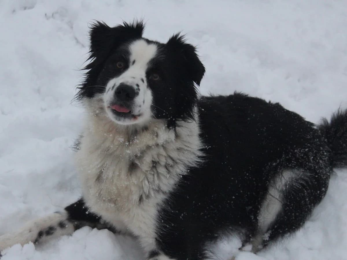 Pi, male senior Mixed Breed for adoption at Wolfsranch — Tierheim Wächtler