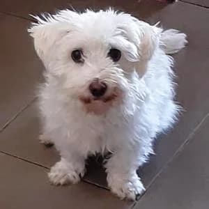 Malteser (reinrassig), female 6yo Maltese for adoption at Yorkshire Hilfe