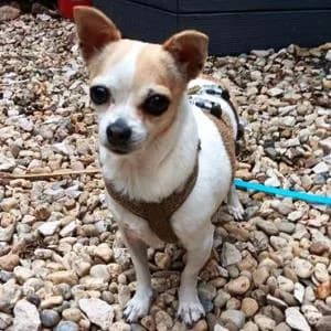 Chihuahua (reinrassig), female 4yo Chihuahua for adoption at Yorkshire Hilfe