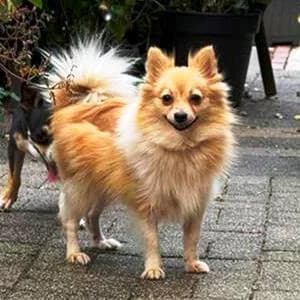 Pomeranian (reinrassig), female young Pomeranian for adoption at Yorkshire Hilfe