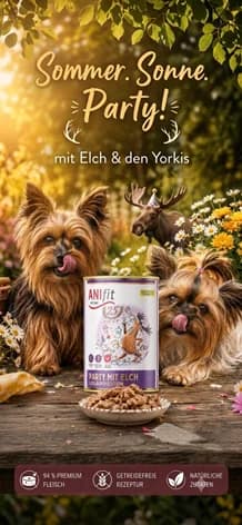 Malteser (reinrassig), female senior Maltese for adoption at Yorkshire Hilfe
