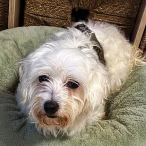 Malteser (reinrassig), female senior Maltese for adoption at Yorkshire Hilfe