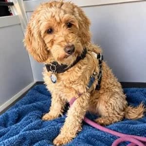 Maltipoo (reinrassig), female young Maltipoo for adoption at Yorkshire Hilfe
