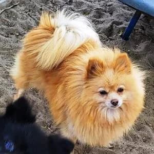 Pomeranian (reinrassig), female 5yo Pomeranian for adoption at Yorkshire Hilfe