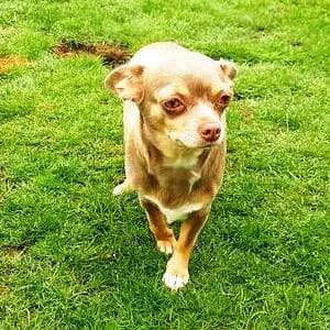 Chihuahua (reinrassig), female young Chihuahua for adoption at Yorkshire Hilfe