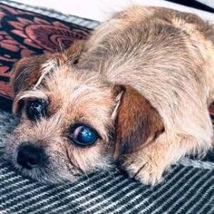 Terrier Mix (Mischling), female young Mixed Breed for adoption at Yorkshire Hilfe