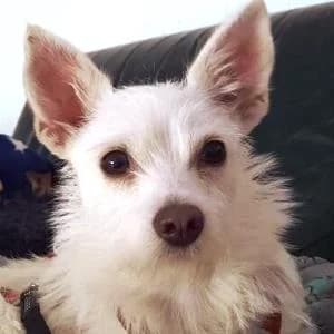 Chihuahua Westie Mix (Mischling), female young Chihuahua for adoption at Yorkshire Hilfe