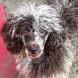 Pudel (reinrassig), female 5yo Poodle for adoption at Yorkshire Hilfe