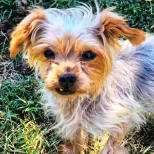 Yorkshire Terrier (reinrassig), female senior Yorkshire Terrier for adoption at Yorkshire Hilfe