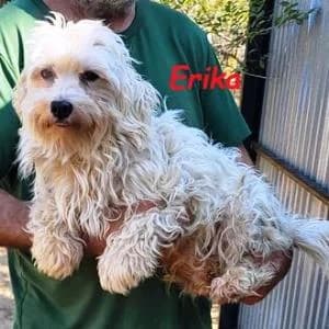 Malteser (reinrassig), female 5yo Maltese for adoption at Yorkshire Hilfe