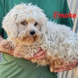 Malteser (reinrassig), female 5yo Maltese for adoption at Yorkshire Hilfe
