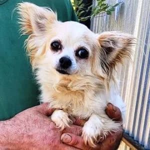 Chihuahua (reinrassig), female 5yo Chihuahua for adoption at Yorkshire Hilfe