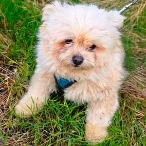Malteser (reinrassig), female 4yo Maltese for adoption at Yorkshire Hilfe