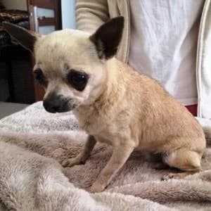 Chihuahua (reinrassig), female senior Chihuahua for adoption at Yorkshire Hilfe