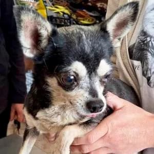 Chihuahua (reinrassig), female senior Chihuahua for adoption at Yorkshire Hilfe