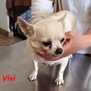 Chihuahua (reinrassig), female senior Chihuahua for adoption at Yorkshire Hilfe