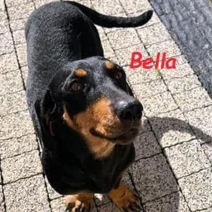 Dackel (reinrassig), female young Dachshund for adoption at Yorkshire Hilfe