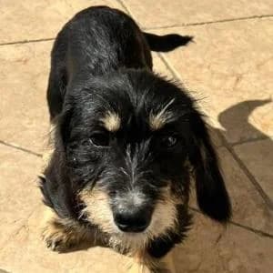 Dackel (Mischling), female puppy Dachshund for adoption at Yorkshire Hilfe