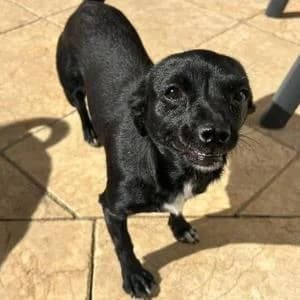 Chihuahua (Mischling), female puppy Chihuahua for adoption at Yorkshire Hilfe