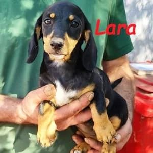 Dackel Welpe (Mischling), female puppy Dachshund for adoption at Yorkshire Hilfe