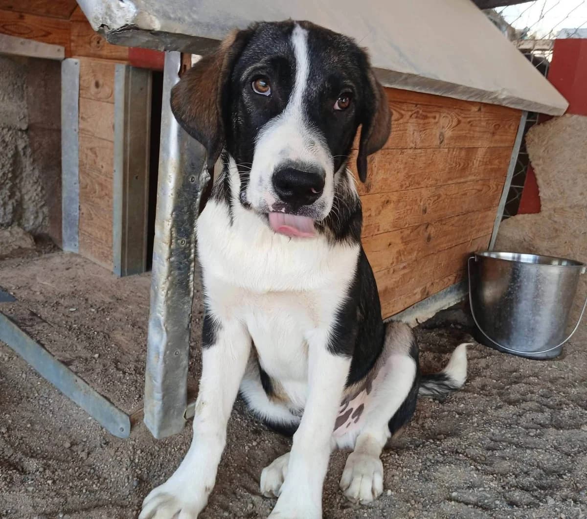 Angelo, male Mixed Breed for adoption at Zenias Tiere e.V.