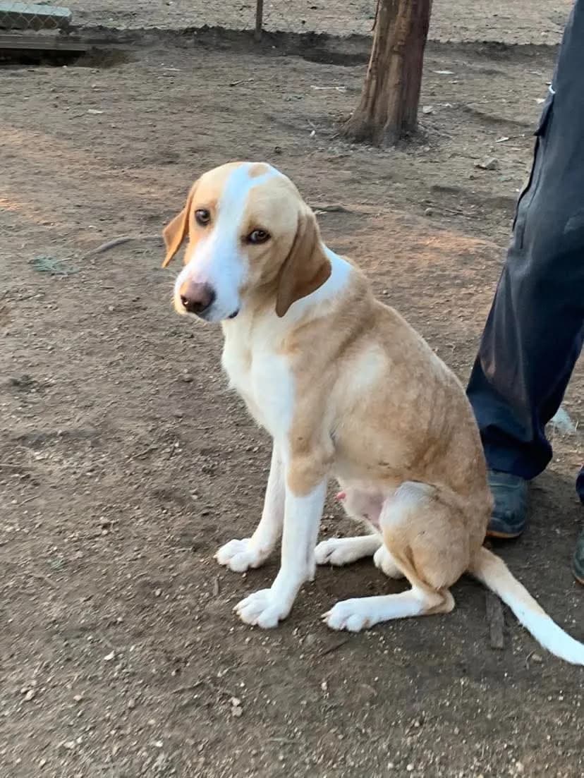 Aris, Mixed Breed for adoption at Zenias Tiere e.V.