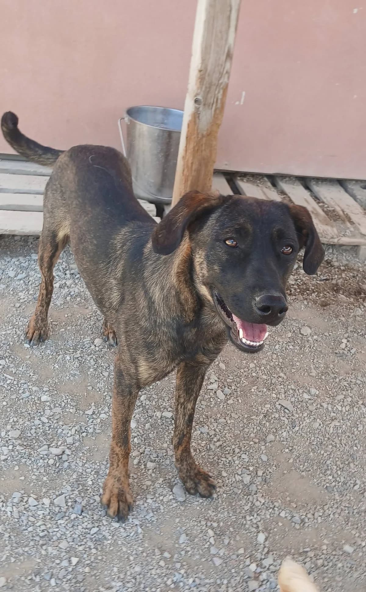 Ayla, Mixed Breed for adoption at Zenias Tiere e.V.