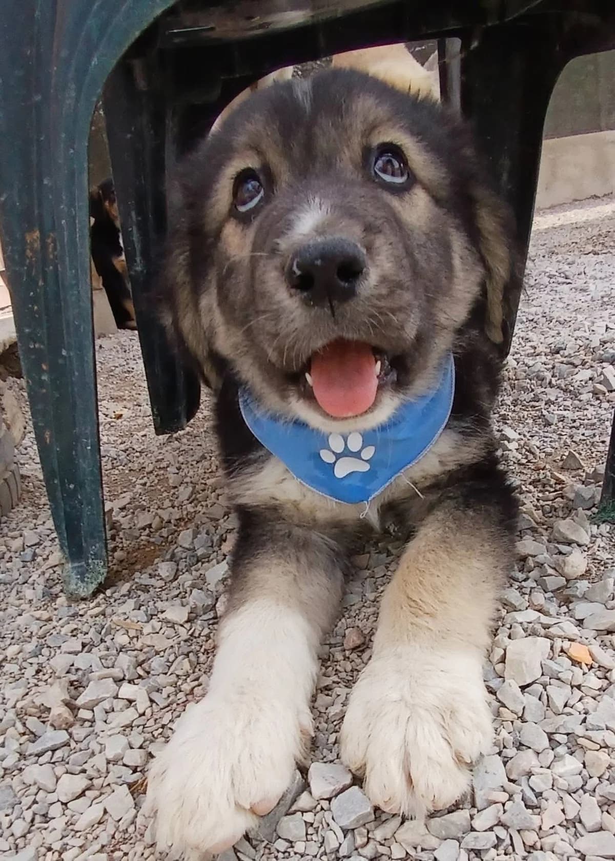 Balu, male Mixed Breed for adoption at Zenias Tiere e.V.