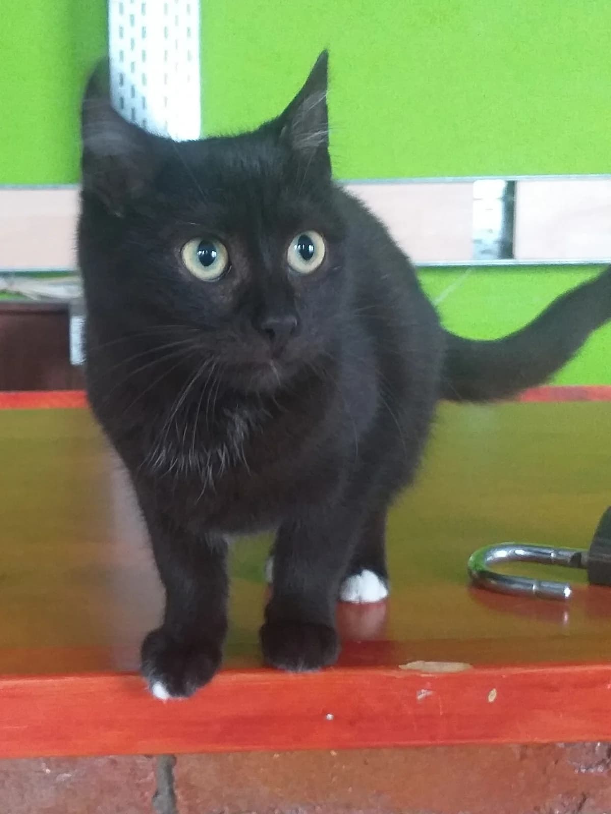 Balu, male Mixed Breed for adoption at Zenias Tiere e.V.