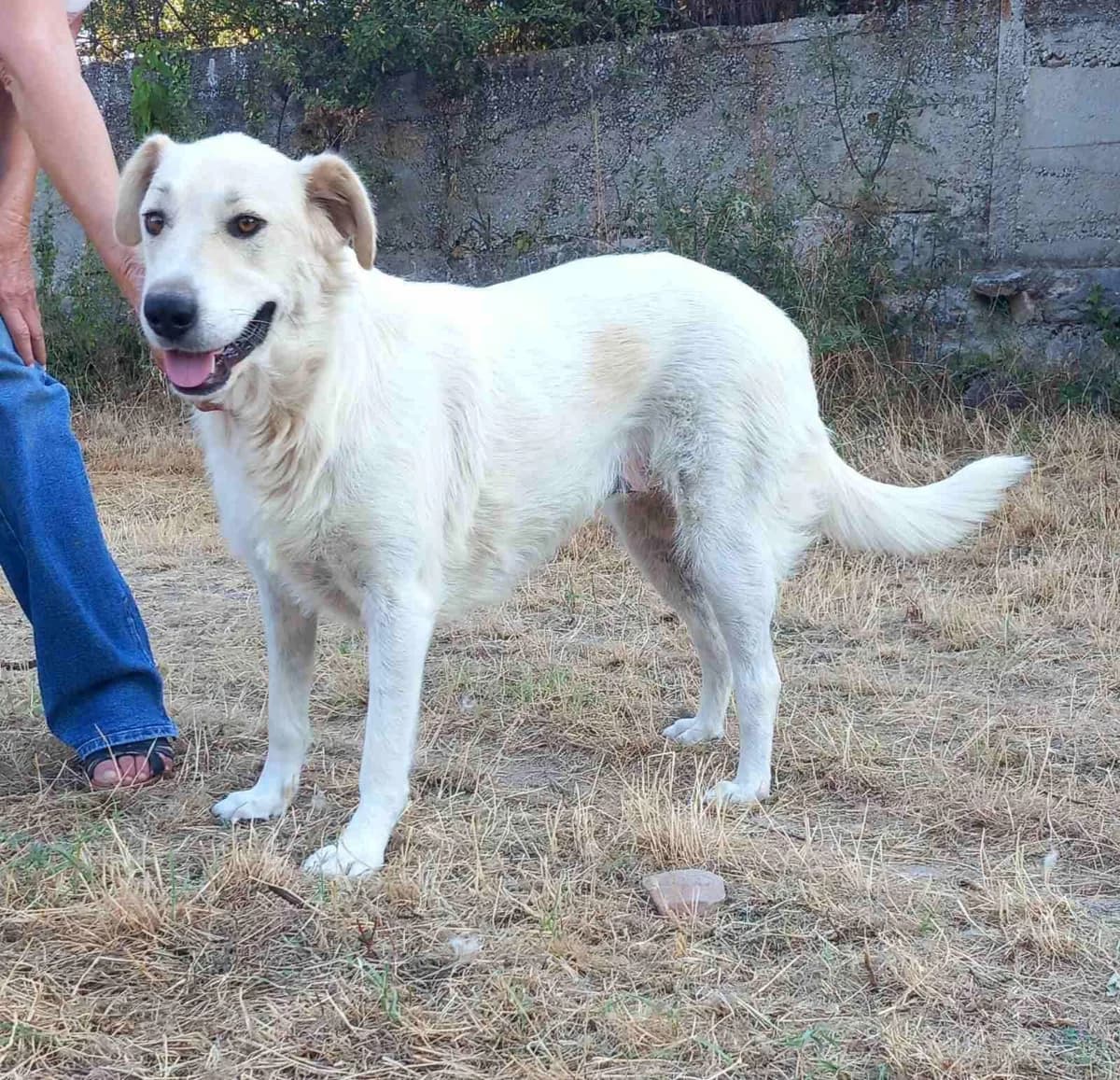Bella, Mixed Breed for adoption at Zenias Tiere e.V.