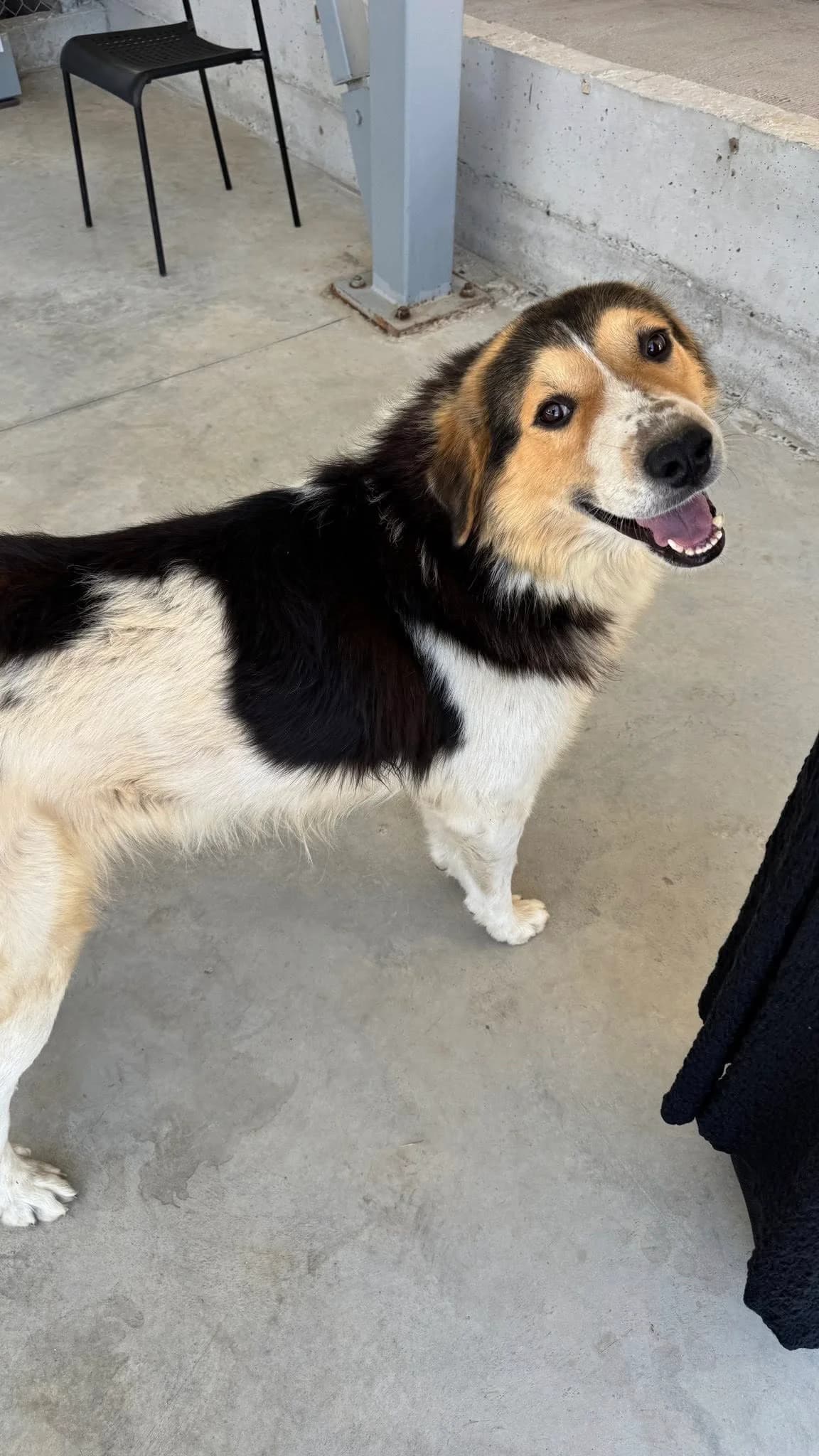 Benny, Mixed Breed for adoption at Zenias Tiere e.V.