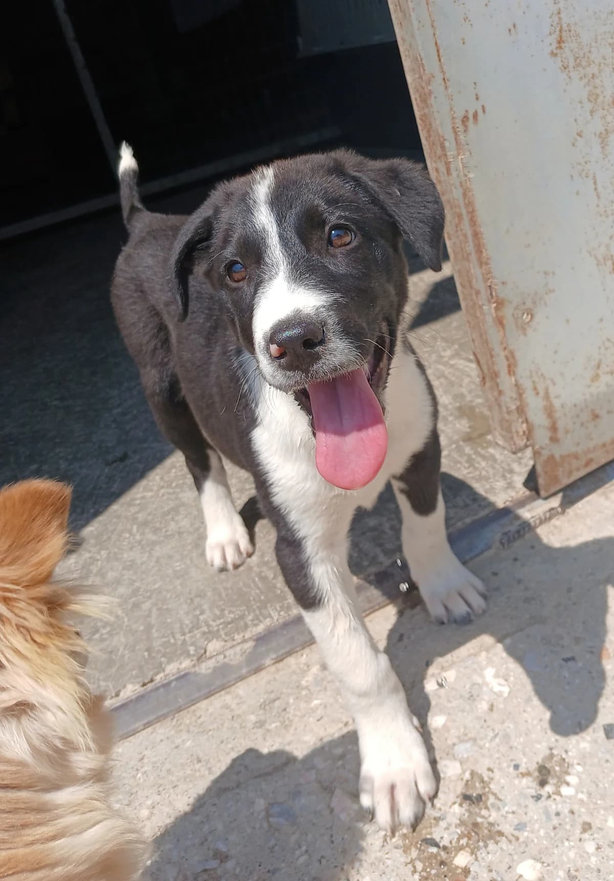 Bunny, Mixed Breed for adoption at Zenias Tiere e.V.