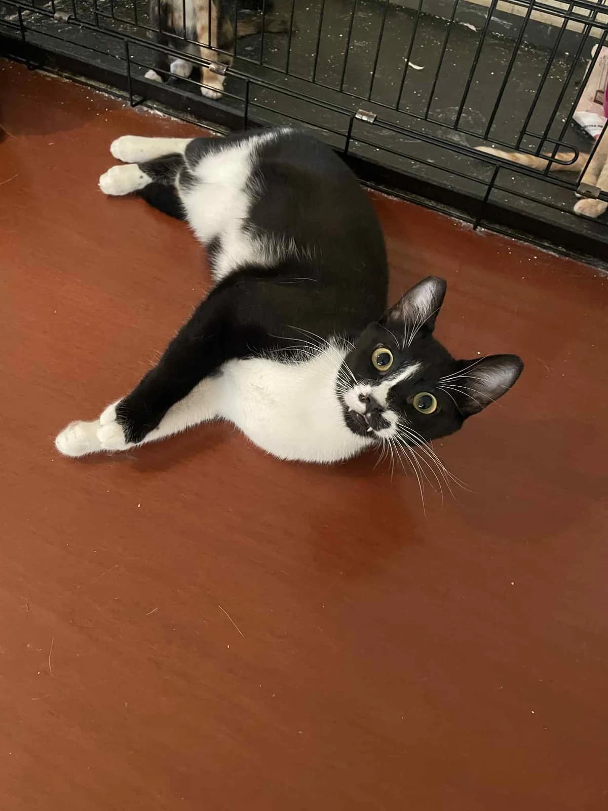 Chester, male Mixed Breed for adoption at Zenias Tiere e.V.