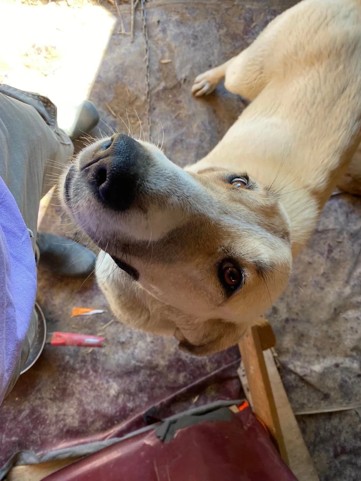 Cora, Mixed Breed for adoption at Zenias Tiere e.V.