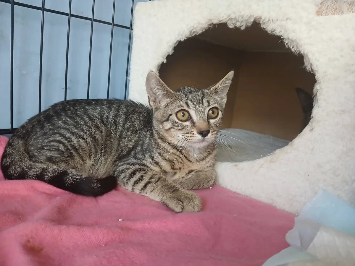 Felix, Mixed Breed for adoption at Zenias Tiere e.V.